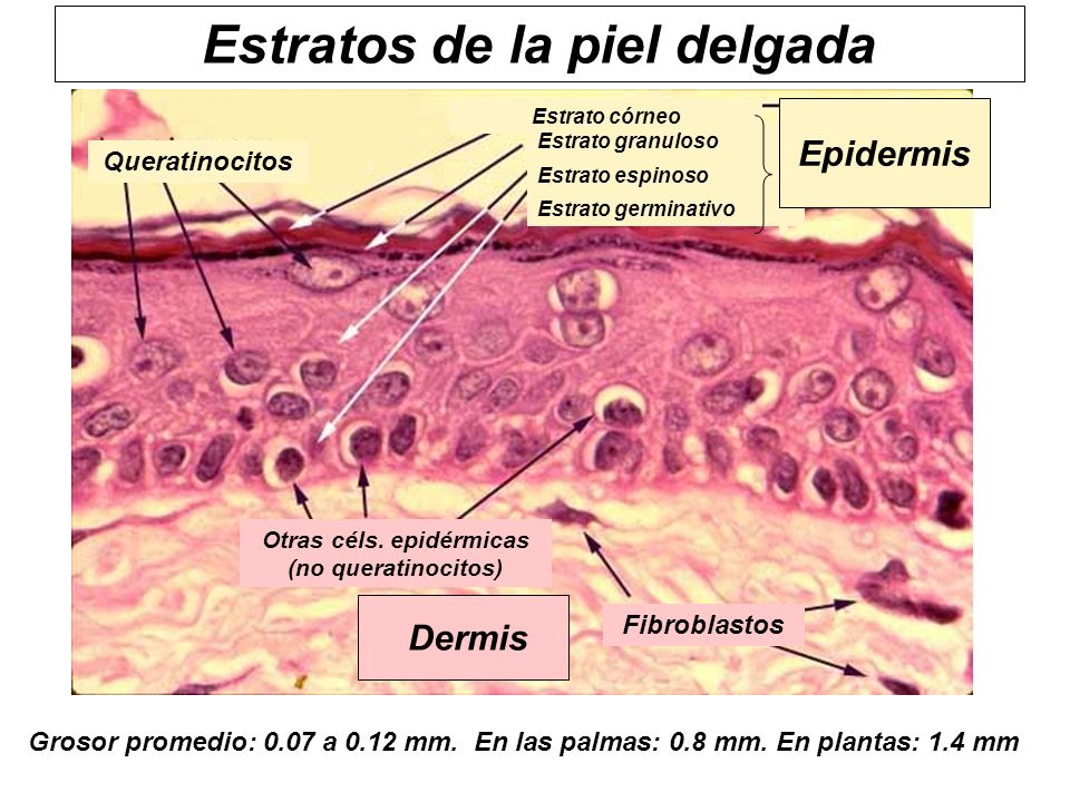 HISTOLOGIA DE LA PIEL EPUB HISTOLOGIA DE LA PIEL EPUB